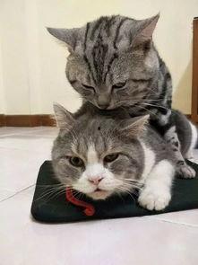 娱乐吃瓜酱猫学鸟走路,酱猫学鸟走路，揭秘动物界的趣味模仿