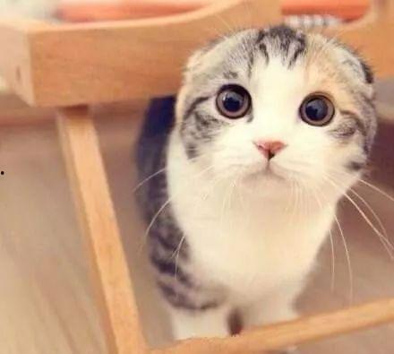 折耳猫娱乐吃瓜君,揭秘娱乐圈那些不为人知的幕后故事